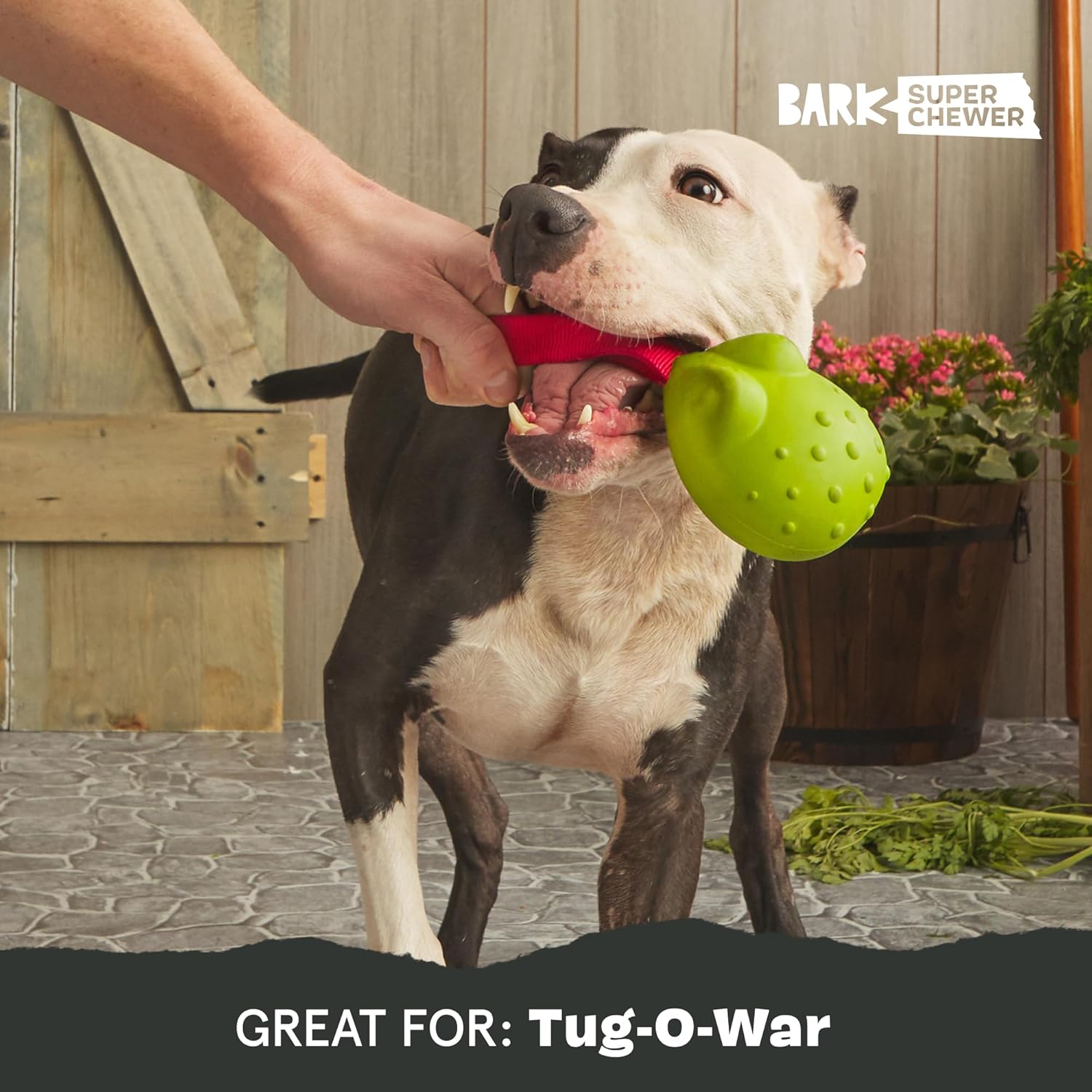 BARK Tug-Tied Toad Super Chewer Dog Toy